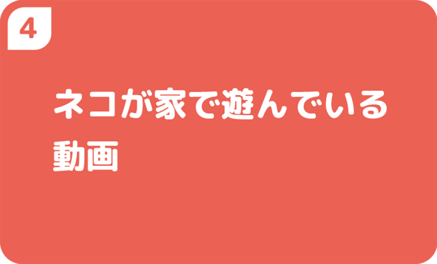 ネコが家で遊んでいる動画